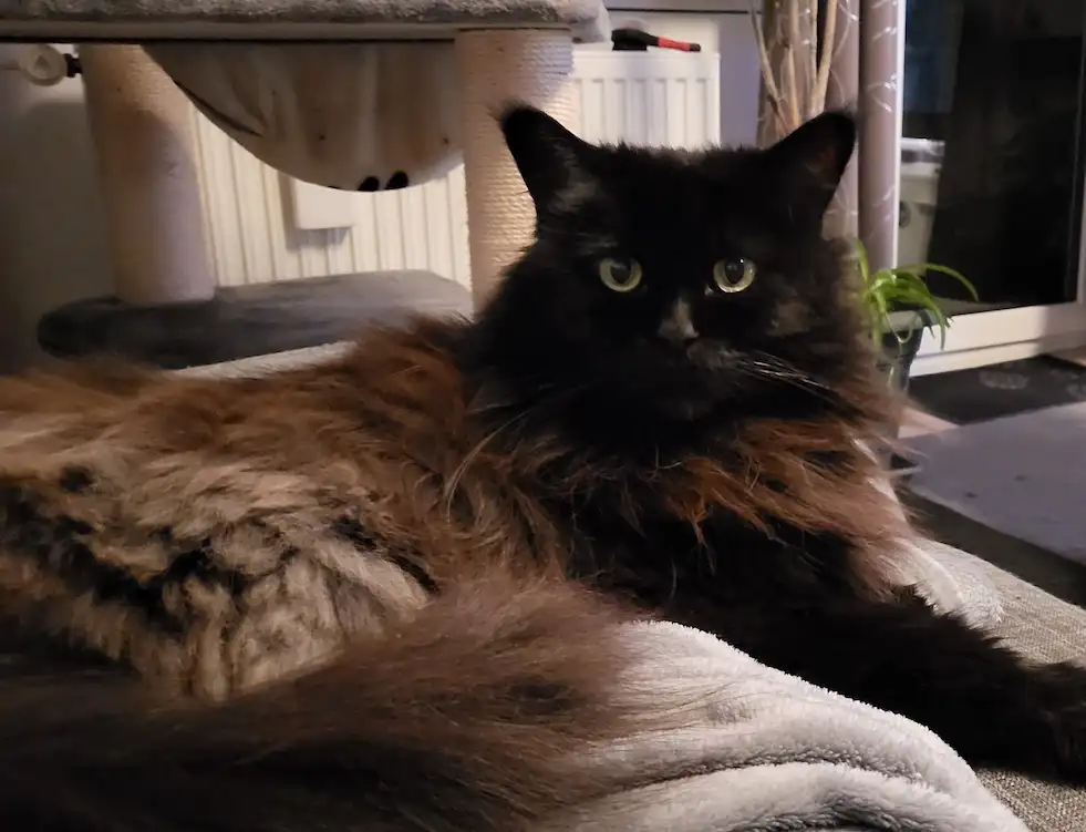 Kater Lenny braucht dringend eine Zahn-OP – Spendenaktion für Tierarztkosten